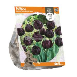 Baltus Tulipa Double Late Black Hero tulpen bloembollen per 5 stuks